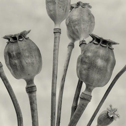 Groundbreaking EU study supports use of heroin-assisted treatment